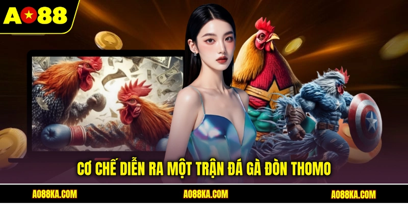 Đá Gà Đòn Thomo AO88 - Luật Chơi Và Kinh Nghiệm Cược 3 Cơ chế diễn ra một trận đá gà đòn Thomo